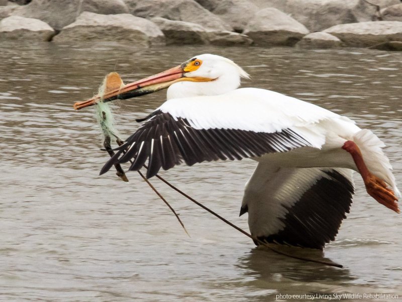Wildlife Rehabillitation Group Cautioning Those Fishing to Clean Up dlvr.it/PGBK8f https://t.co/yFWdKQyqwi