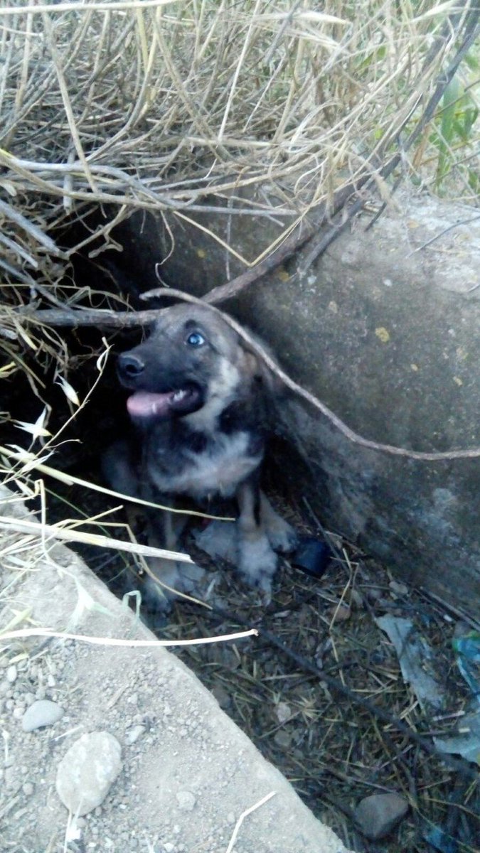 vai3333's tweet photo. #ESPAÑA #Sevilla EN UNA ZONA DE RIEGO¡¡HAY SE MUEREN SEGURO¡¡SE HAN QUEDADO AHI SOLOS¡¡URGE AYUDA PARA ELLOS¡¡Contacto: 637236595 (mary) https://t.co/IGvKq5lSyt