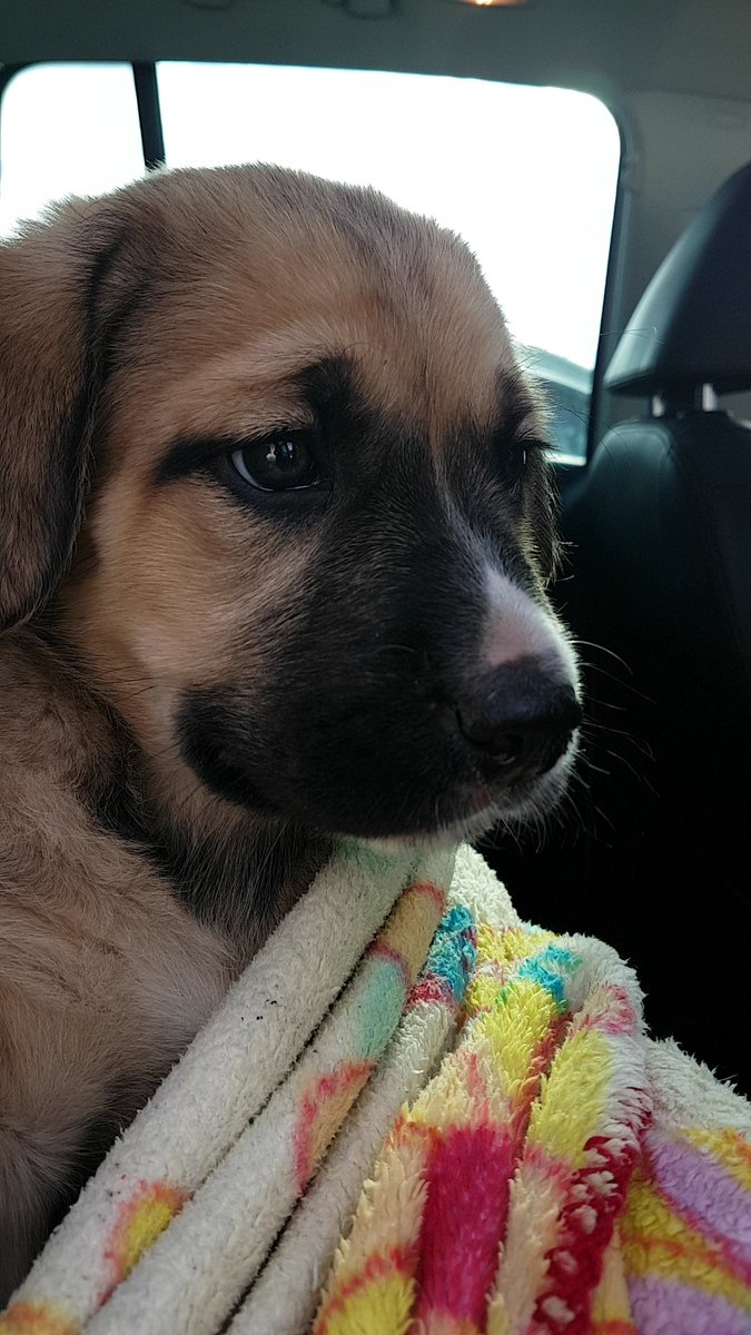 CassEsau's tweet photo. Welcome to the family baby girl 😄😄 https://t.co/TTS1PThD6k