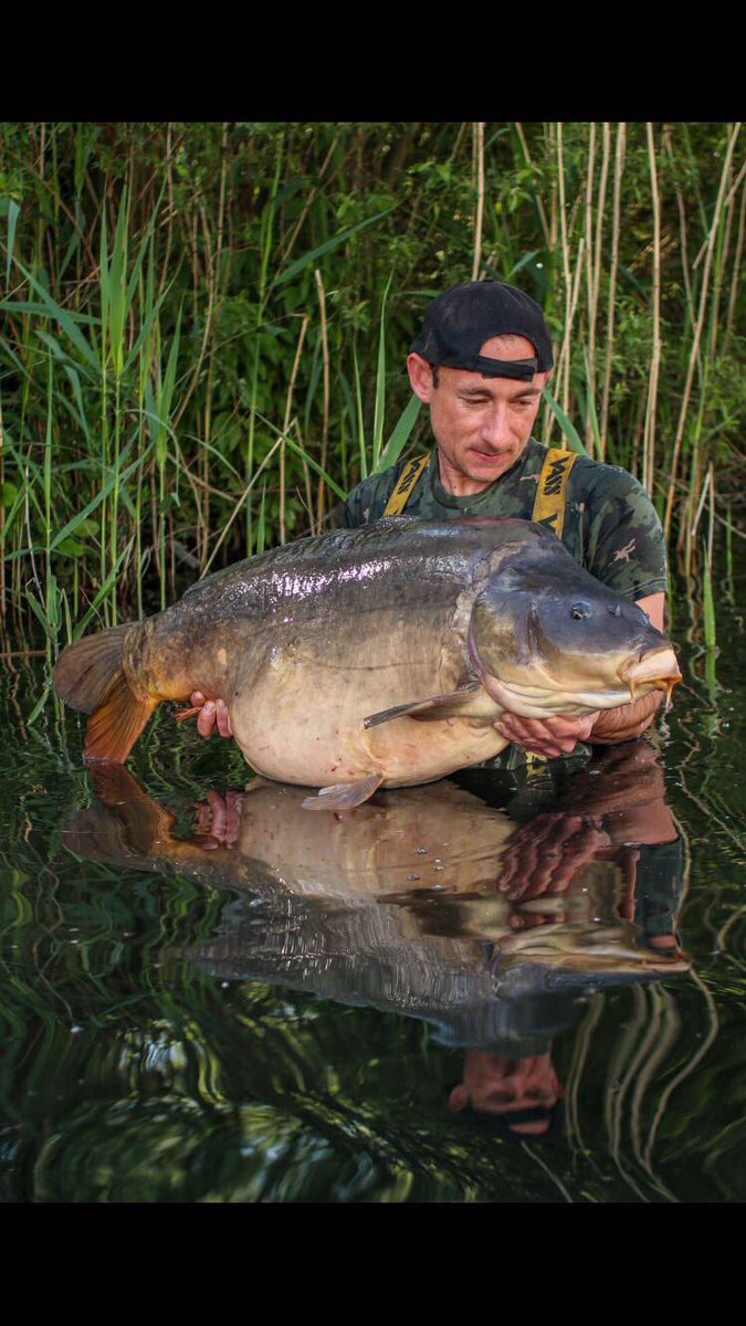 The tuna and garlic showing how truly devastating it is,Lawrence Oakley had this 54lb 10oz mirror known as Roids ,
#GetOnTheGoingBait