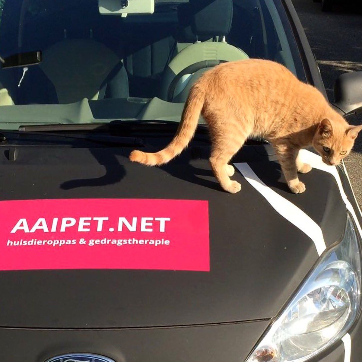 Namespotting's tweet photo. Kanshebber voor de #namespotting verkiezing van mei! 😅👍🏻#aaipet https://t.co/P6W7t6Q3EU
