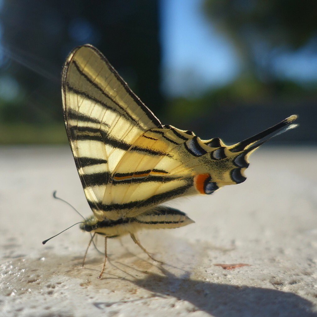 WildandWool's tweet photo. Time out for me in beautiful Provence enjoying nature ๐ฆ
#timetostopandstare #naturesbeauty #swallowtailbutterfly #Fayence #Provence #beauty https://t.co/2GFS143AU0