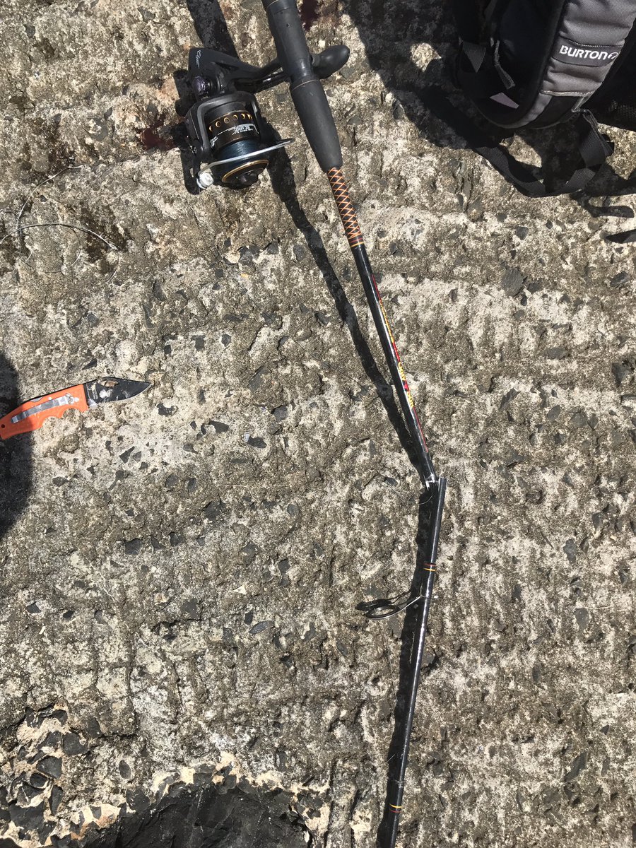 AMF_FISHING's tweet image. When a saltwater striped bass battle ends like this when you can see the fish. I have no words 40lbs plus