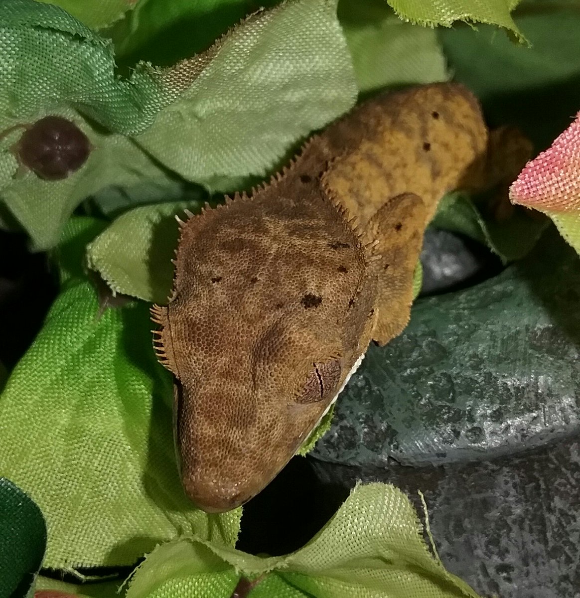SkyHighGeckos's tweet photo. Hail is growing up so much! #CrestedGecko #2016 https://t.co/GXTWeZHGRm