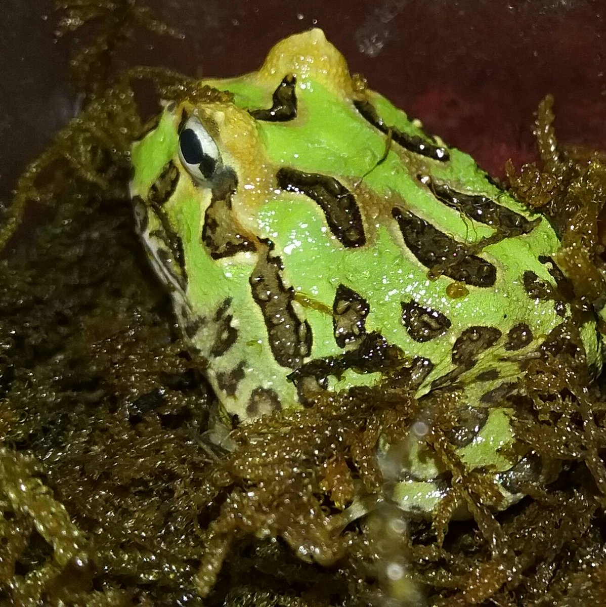 SkyHighGeckos's tweet photo. Adorable Green Pacman Frog. #GOGREEN #Pacman #frog https://t.co/zCNmJGJOIT