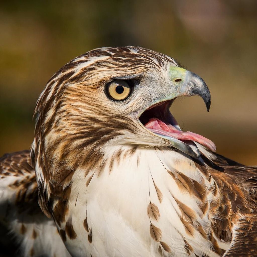 nikographer's tweet photo. #RTH #redtailedhawk #raptor #newjersey #cmbo #banding #wild #temporarilycaptive #hawk #nikographer #birds #bird #b… https://t.co/iTovGLfdF6 https://t.co/yqMHcAX4xD