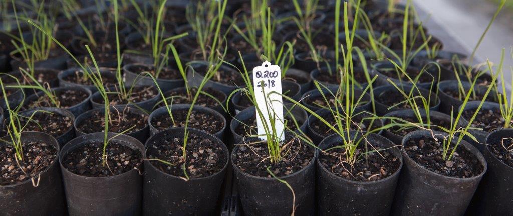 We are recruiting for two technician positions at Bundaberg: sugarresearch.com.au/sra-informatio…
#jobs 
#agriculture
#research
#innovation