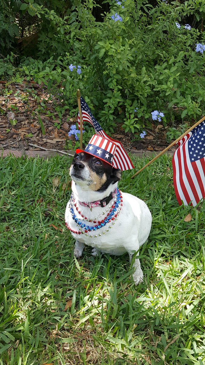 mimiweightloss's tweet photo. Have a safe happy Memorial Day Weekend #MemorialDayWeekend #ratterrier #AdoptDontShop https://t.co/gMUaY54iRr