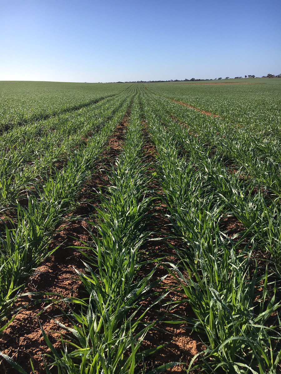 mattelliott32's tweet photo. Zero row spacing trial in oats for hay looks promising at this stage. https://t.co/zTeNSG1kGM