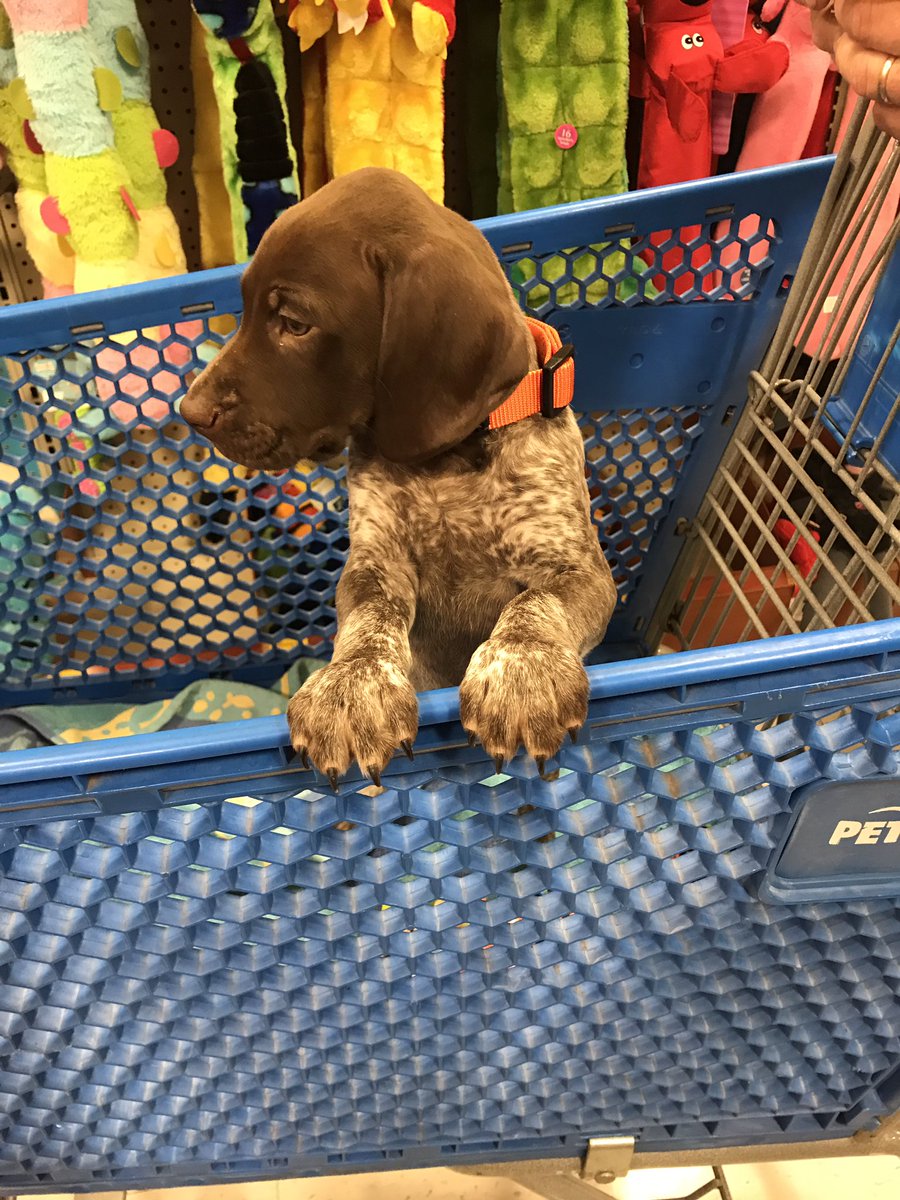 RunLorieRun's tweet photo. Shopping Trip.@BrickerTerry @andrewbricker24 https://t.co/dqAMHT5PUq