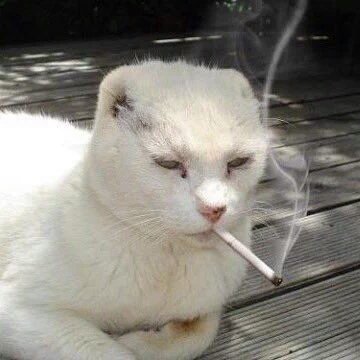 realfenanda's tweet photo. Eu na internet. / Eu na vida real. https://t.co/vCtafpPokg