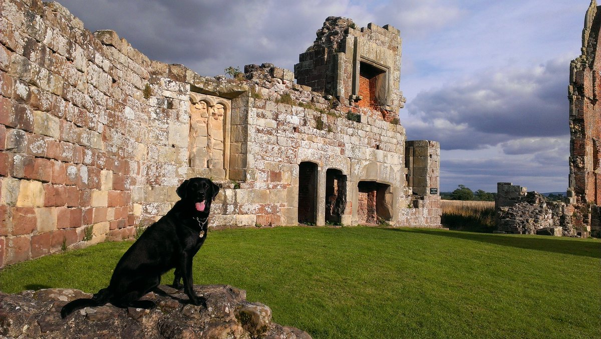Woof, Wag & Wander tweet media