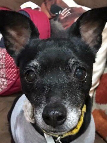 thecanineameri1's tweet image. Happy Memorial Day Weekend!