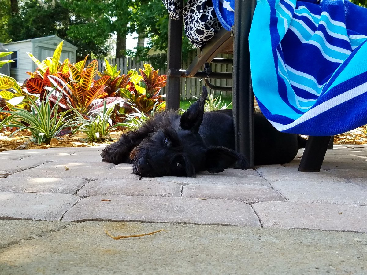 CherylDTownsend's tweet photo. Pool drinks and swim lessons are just part of the package! #BestDogSitterEver #FLDogs #Tallahassee https://t.co/BF159k6Qmv
