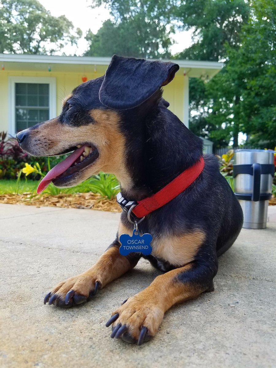 CherylDTownsend's tweet photo. Pool drinks and swim lessons are just part of the package! #BestDogSitterEver #FLDogs #Tallahassee https://t.co/BF159k6Qmv