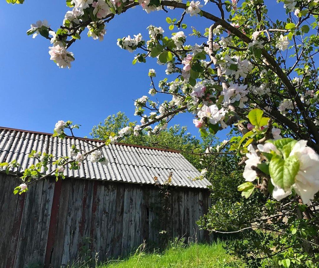 Fjordkysten's tweet photo. For ei nydelig helg - smak av sommer ☀️🌸🦋🌊🏊♀️🛶 #fjordkysten #fjordnorway #visitnorway #applebloom #epleblomst #naust #sjøhus #seahouse #fl… https://t.co/AZfOugSKPd