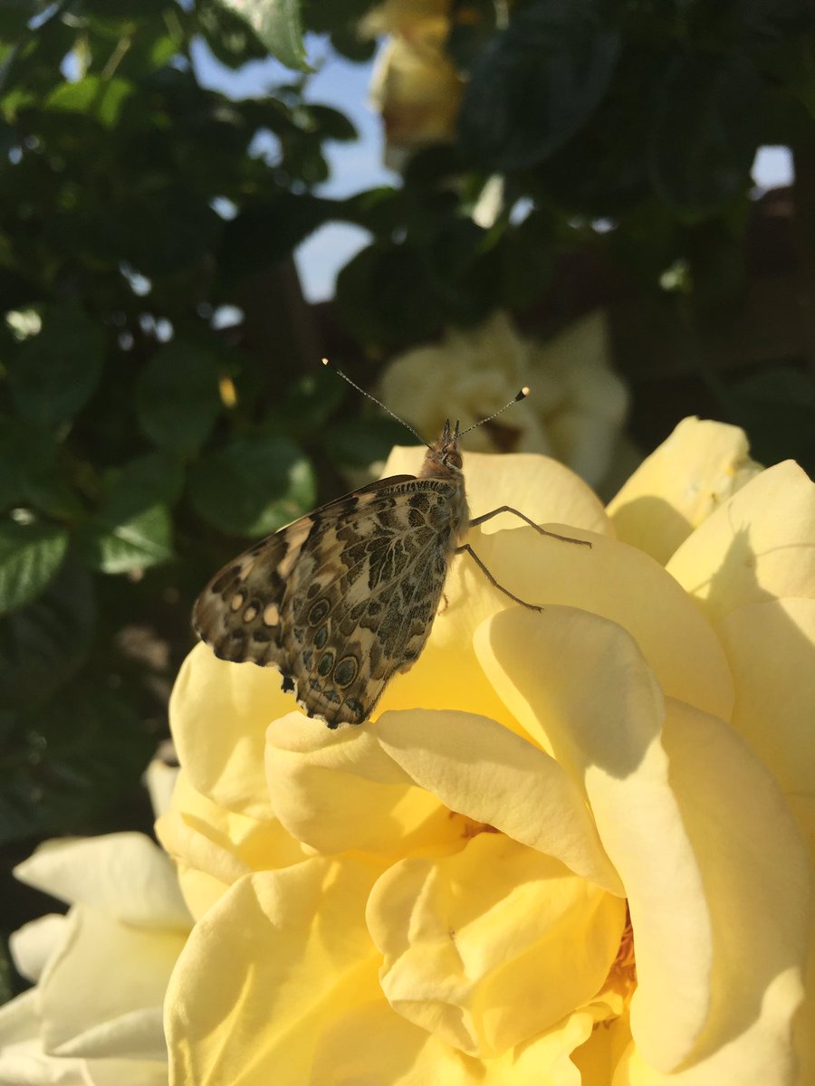 pollinationgd's tweet photo. What a beauty https://t.co/763J2XkSBu