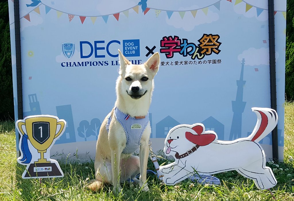 dogeventclub's tweet photo. 知ってました?
チャンピオンズリーグ2017参加の写真をTwitter/インスタにあげると…
#ペットエコ横浜 さんから頂いた協賛のベッドやキャリーなどがもらえます😆
6/1にまでに下記の#をつけて公開してください🎵
(走ってるときの写真もOK)
#DECCL
#学わん祭 https://t.co/E12PwYzkBF