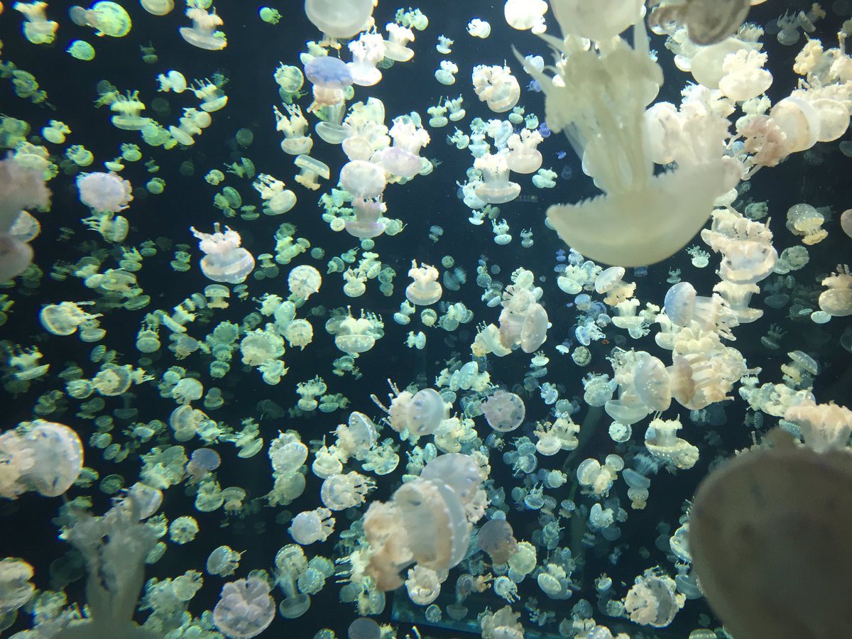 RaesCalvert's tweet photo. Hanging with the jellyfish! #vanaqua #explorebc https://t.co/HOGhJilKi3