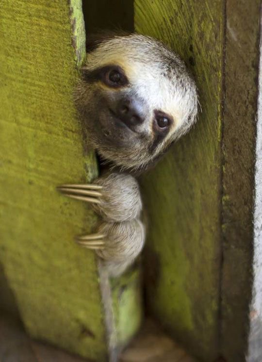 mimiminnick's tweet photo. Like a sloth, slooowly, she moved to Twitter. #holdout https://t.co/LXxLIWXv0R