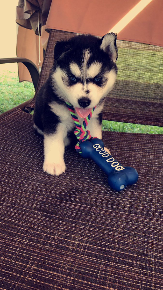 Blu3ey3zz's tweet photo. Good dog bad attitude ! @ellen #HuskyPuppy https://t.co/eXVKesefNo