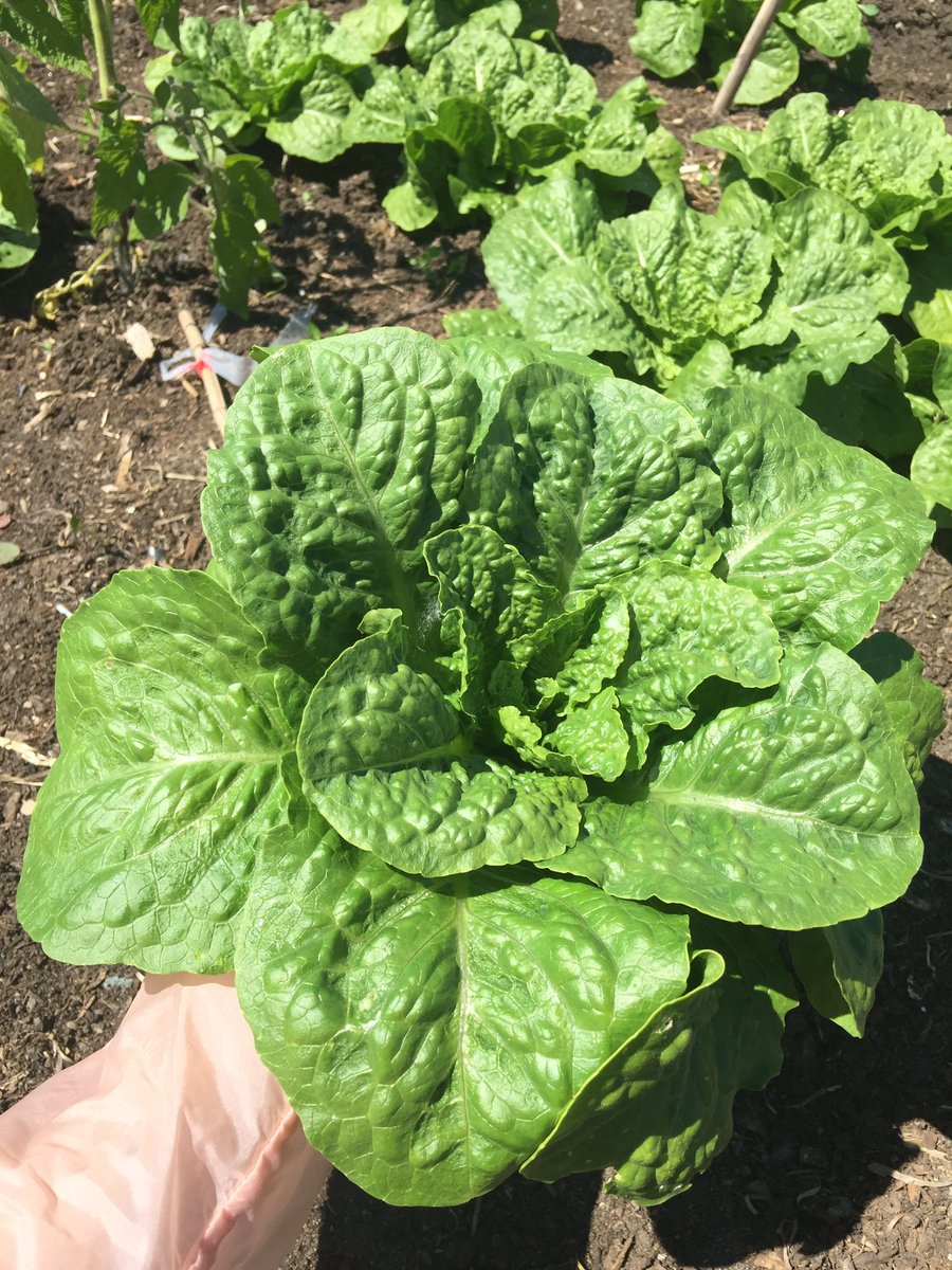 Lovely PLOT Luck Lunch picnic today！Meet friends and harvest the lettuce at the garden!