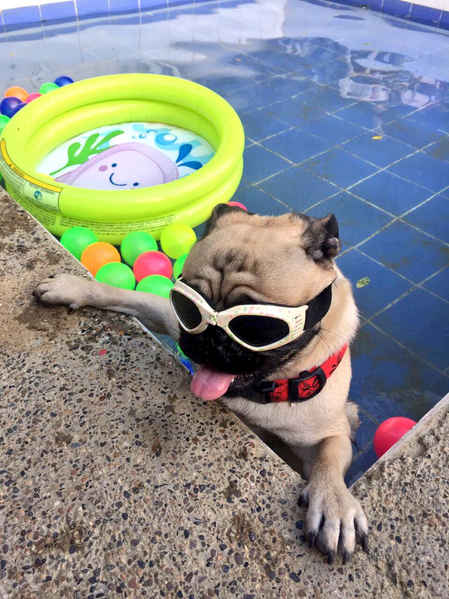 ortizvalentina8's tweet photo. My dog is cooler than yours πππΆπΎ #bongui #miΓ±eΓ±e #pequee https://t.co/PBrBQyhf9h