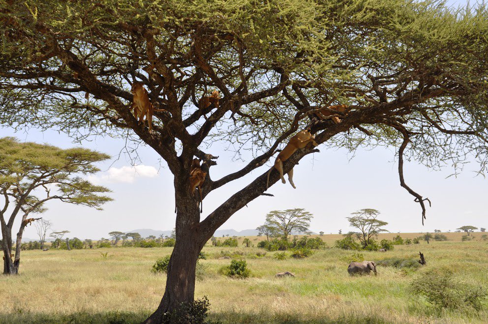 Kwitu Safari Homestay tweet media