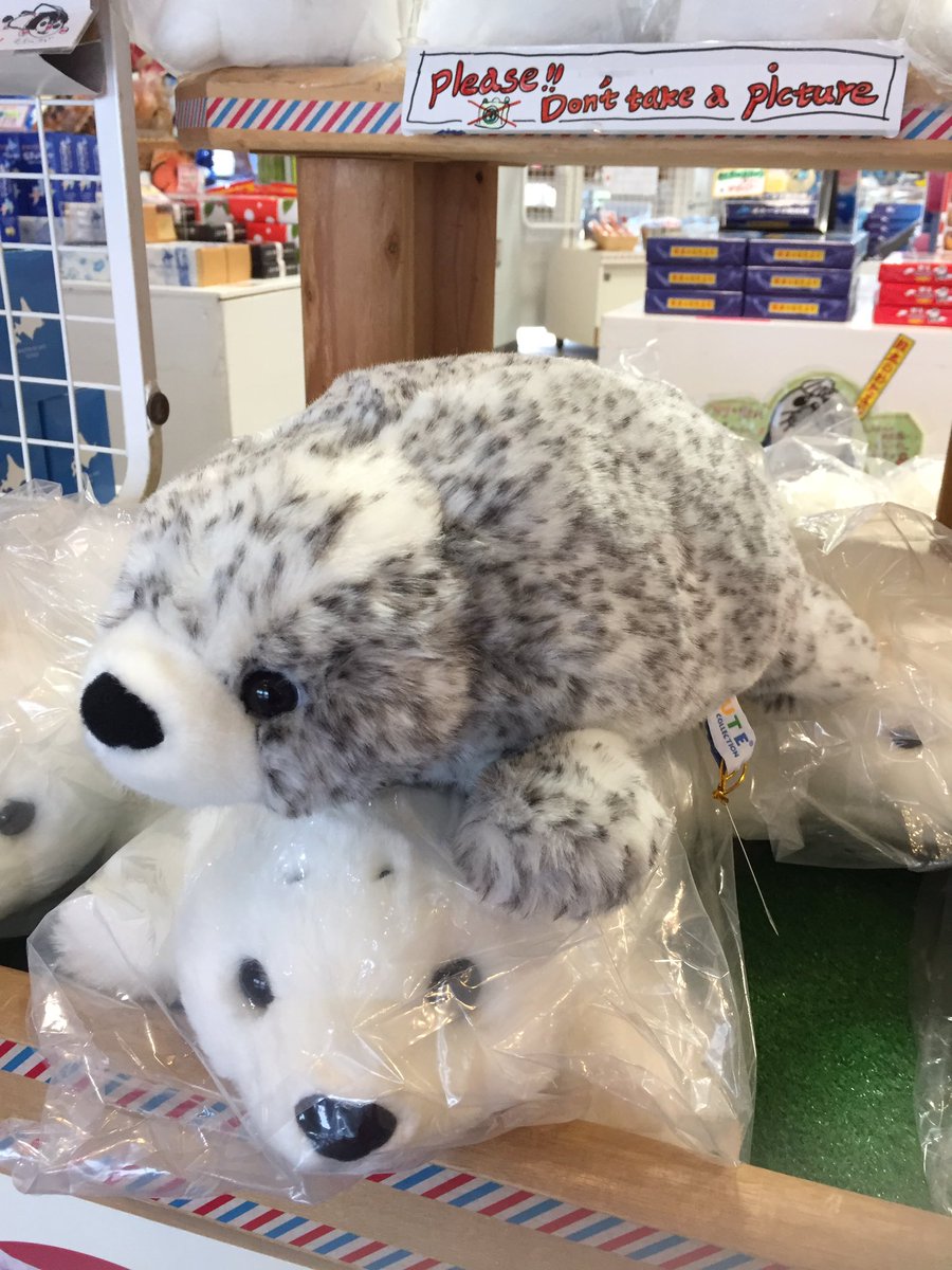 アザラシシーパラダイス 公式 こんにちわ ご質問の件ですがシーパラ自体には売店が無いので置いていませんが目の前にあるガリンコ号乗り場の海洋交流館内売店にはあります アグと日和が抱っこした ぬいぐるみは最新の物ではないようです