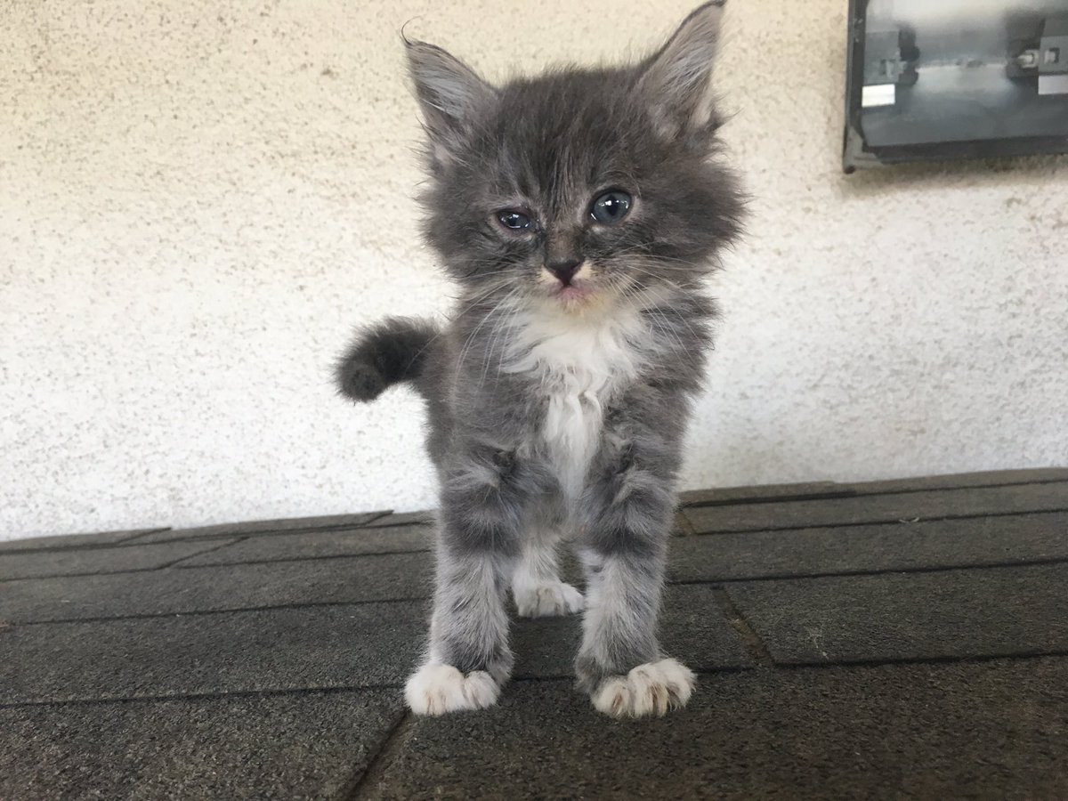 ajrezendes's tweet photo. Free Kittens! We found some kittens out behind my house. Friendly! Guessing about 5-6 weeks old. Eating food. DM me if your interested! https://t.co/u03V2ceTYC