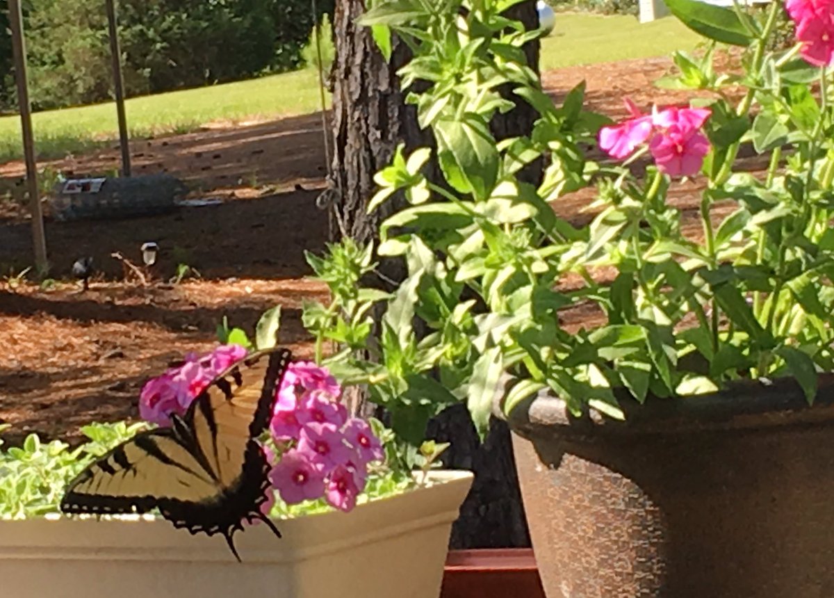 Doni2U's tweet photo. #butterfly is enjoying dwarf phlox in #ETexas I'm making #wildflowergarden for bees, butterflies, etc. Any volunteers to help &amp;/or answer ?s https://t.co/WlZwdx4xGs