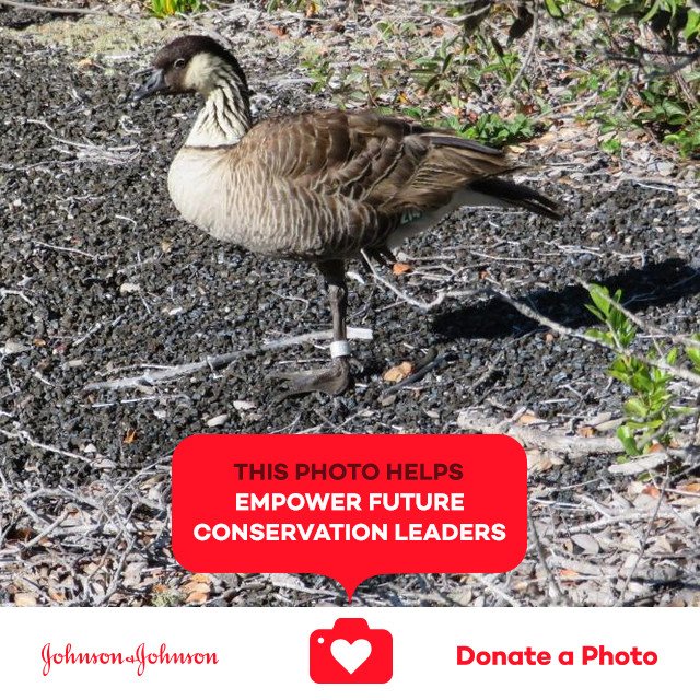 AnimalActivist_'s tweet photo. Nene in Hawaii Volcanoes National Park #jnj #donateaphoto #CareToRecycle https://t.co/GdvEE6wFRA https://t.co/HzFt5jh0ex