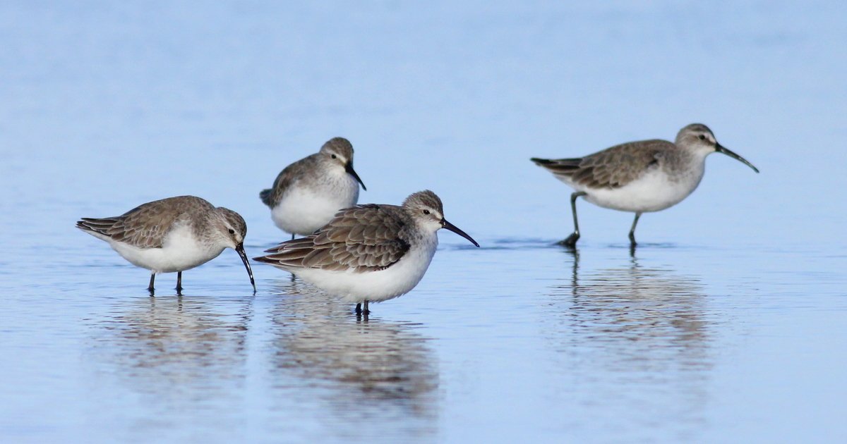 YourFutureSA's tweet photo. CLOSING SOON! Help ensure the Adelaide International Bird Sanctuary protects migratory shorebirds #AIBS https://t.co/9QZDZYoBQM @SADEWNR https://t.co/UjlDyH5QDb
