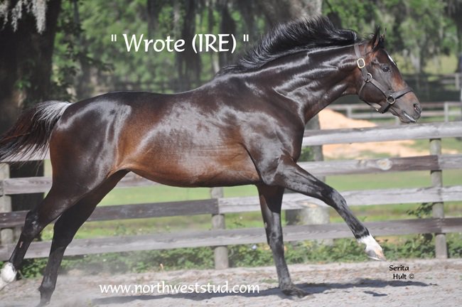 NWStud1's tweet photo. Wrote!
Breeders’ Cup Juvenile Turf-G1 Champion
By Two-Time Eclipse Award Winner High Chaparral
https://t.co/gZXaD46zpk https://t.co/QFFfXdN4cZ