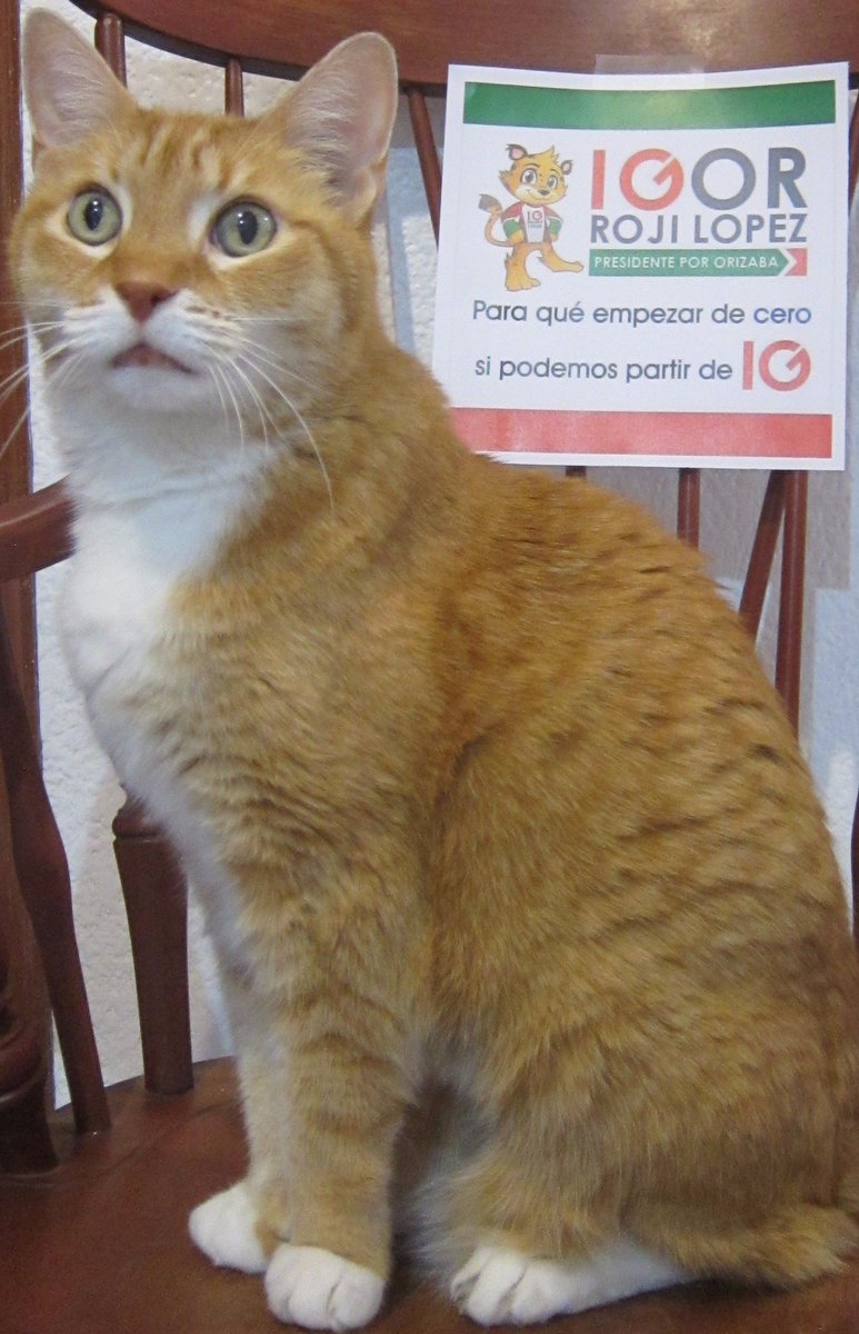Chayotito272's tweet photo. Si aprecias todo lo que JM @DiezFrancos logró por #Orizaba vota por @IgorRoji para dar #continuidad a su proyecto. Sin importar partidos. https://t.co/JtBQpLr6o6
