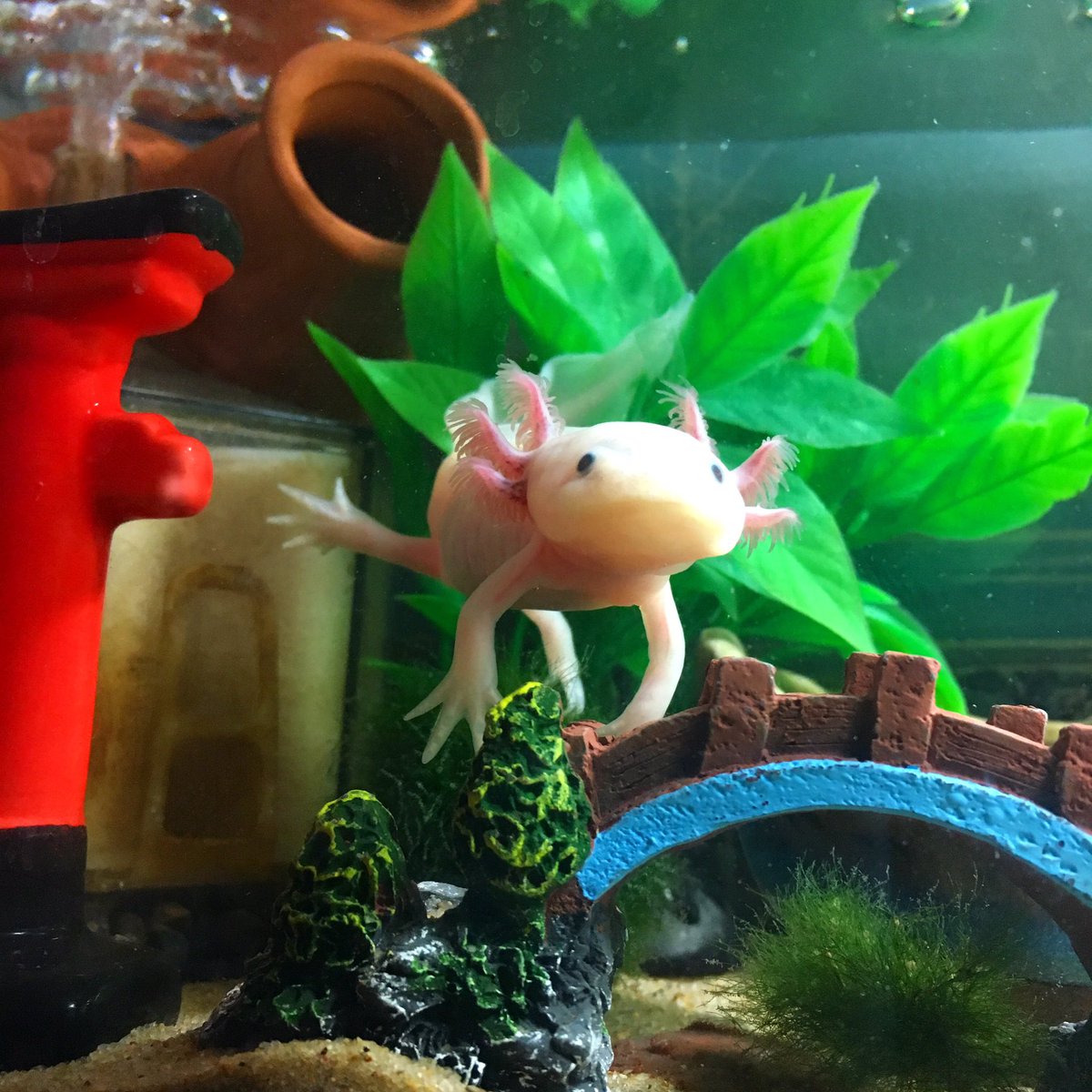 ウルルン 跳び箱 始めたうぱ ˊ ˋ ウーパールーパー ウルルン Axolotl ウーパー アホロートル 平野ノラ バブル メキシコサラマンダー リューシスティック 可愛い サラマンダー Cute サンショウウオ 水槽 アクアリウム T Co