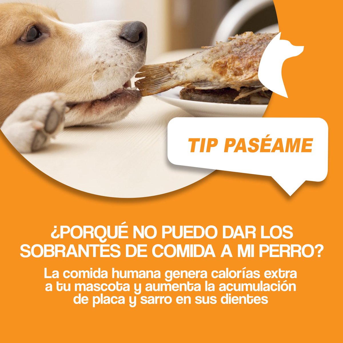 PASEAME_APP's tweet photo. Por si aún crees que es bueno alimentar a tu #Mascota  con lo que estás acostumbrado a comer, ¡ésta nota es para ti! https://t.co/V97Cb8a07O