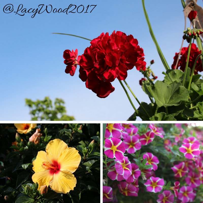 LacyWood2017's tweet photo. #Photo's I took while out today. Loving my new #Canon Rebel, really impressed with how the #pics turnout.
#photography #flowers @CanonUSA https://t.co/ewVQ3EruA8