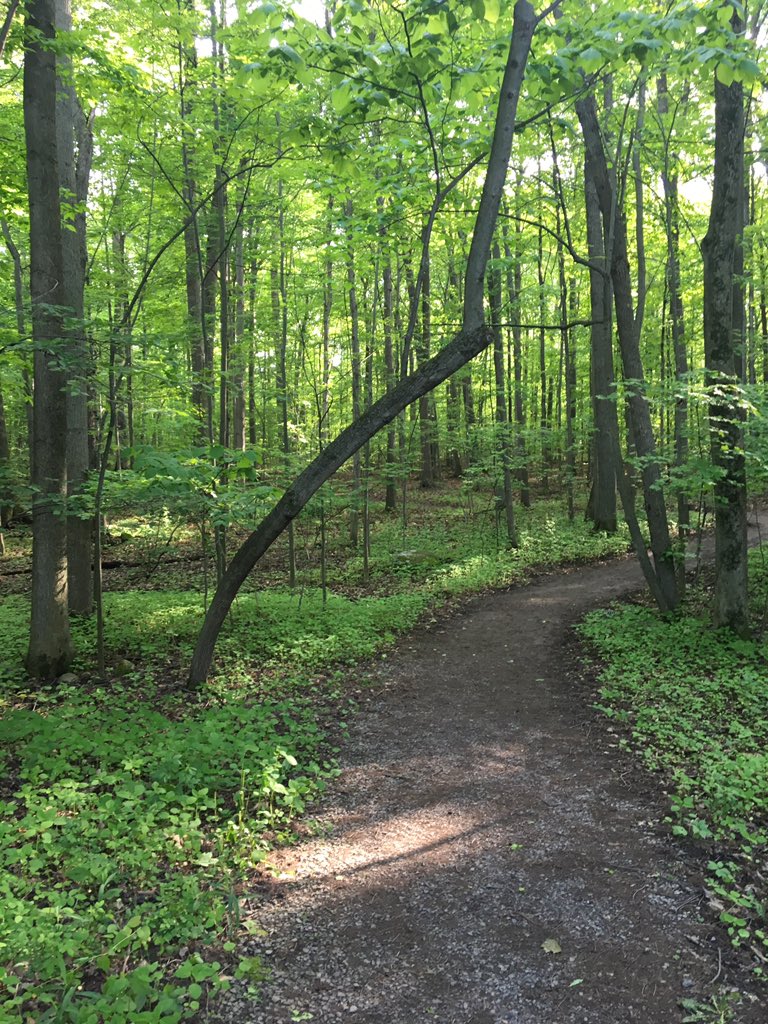 Where it all began...The Sacred Grove in Palmyra, NY where the God the Father and Jesus Christ appeared to Joseph Smith. #Hallelujah