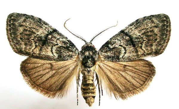 Cynthiapoet's tweet image. How female moths attract males with their big antennae bit.ly/2qscyS9