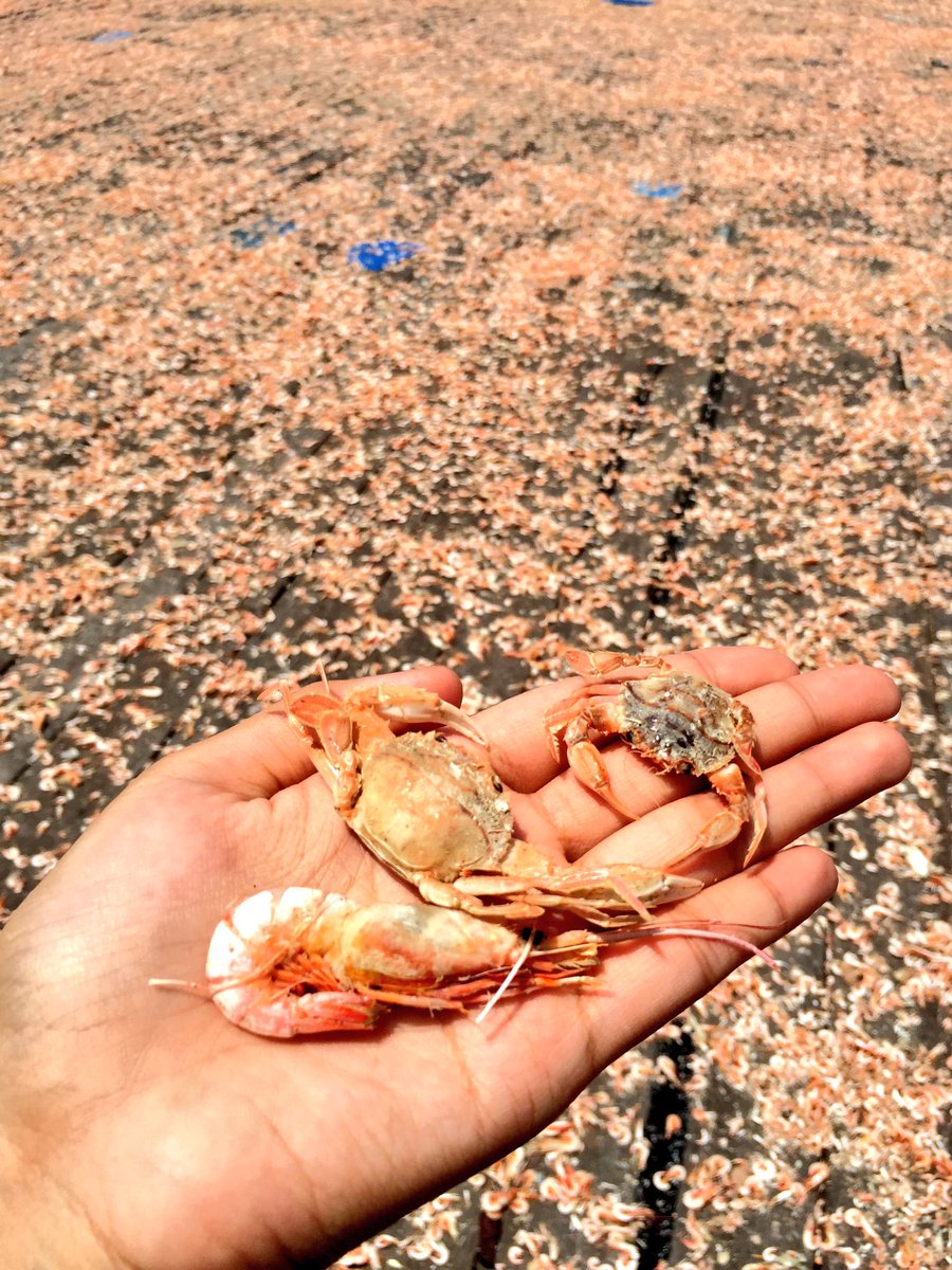 ayuhtravel's tweet photo. Have you been to Pulau Ketam, Klang? Not a popular island but it is actually nice for family outing ☺ #GayaTravel #ETW5 #EatTravelWrite https://t.co/GCkiCqRgHb