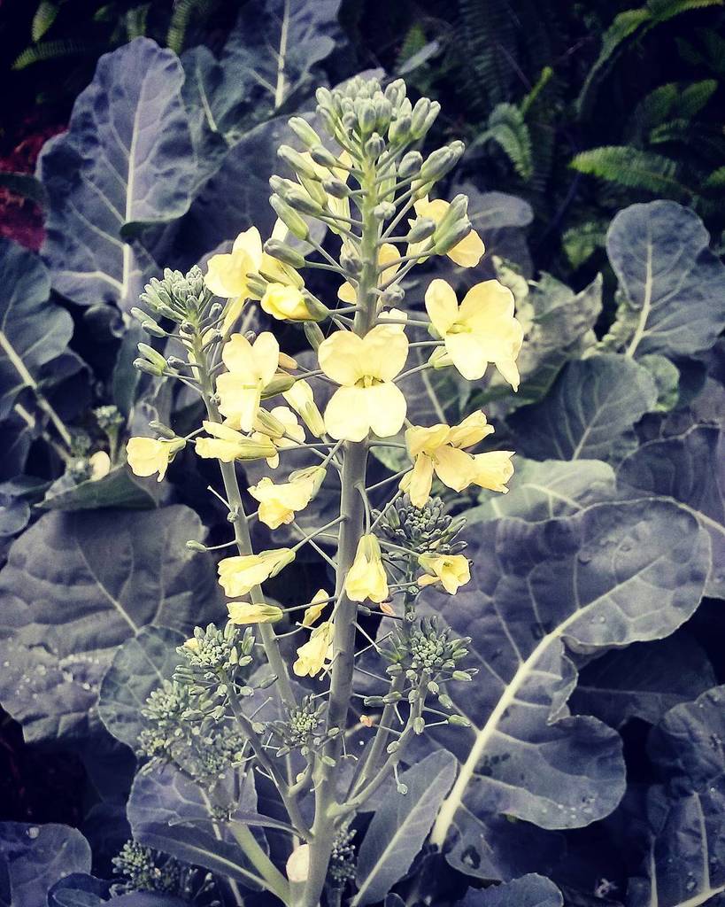 In my brief neglect of the vegie garden the broccoli has flowered! 
#prettyveggies #broccoli #veggiegarden #organi… ift.tt/2reoqeE