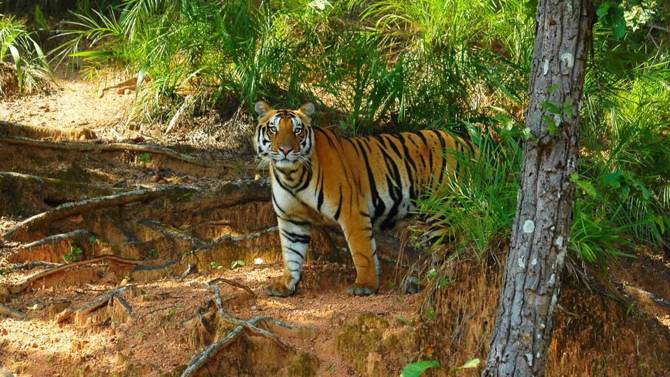 #Rajasthan to deploy #drones, thermal imaging cameras to monitor big cats.
#DronesAreGood #tiger #India 

hindustantimes.com/jaipur/drones-…