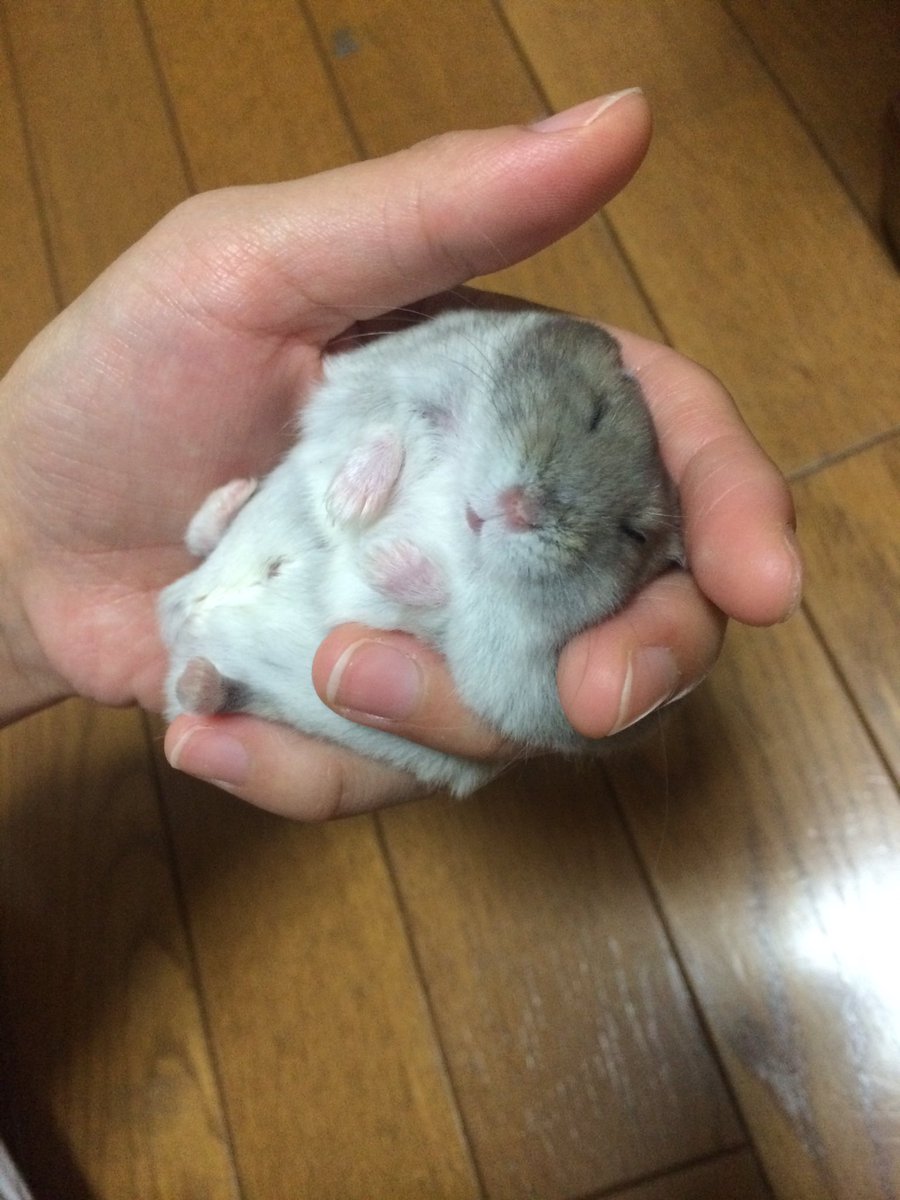 はむ茶漬け ふわふわ会いたいよぅ ハムスター祭り T Co 57u7s9msg7 Twitter