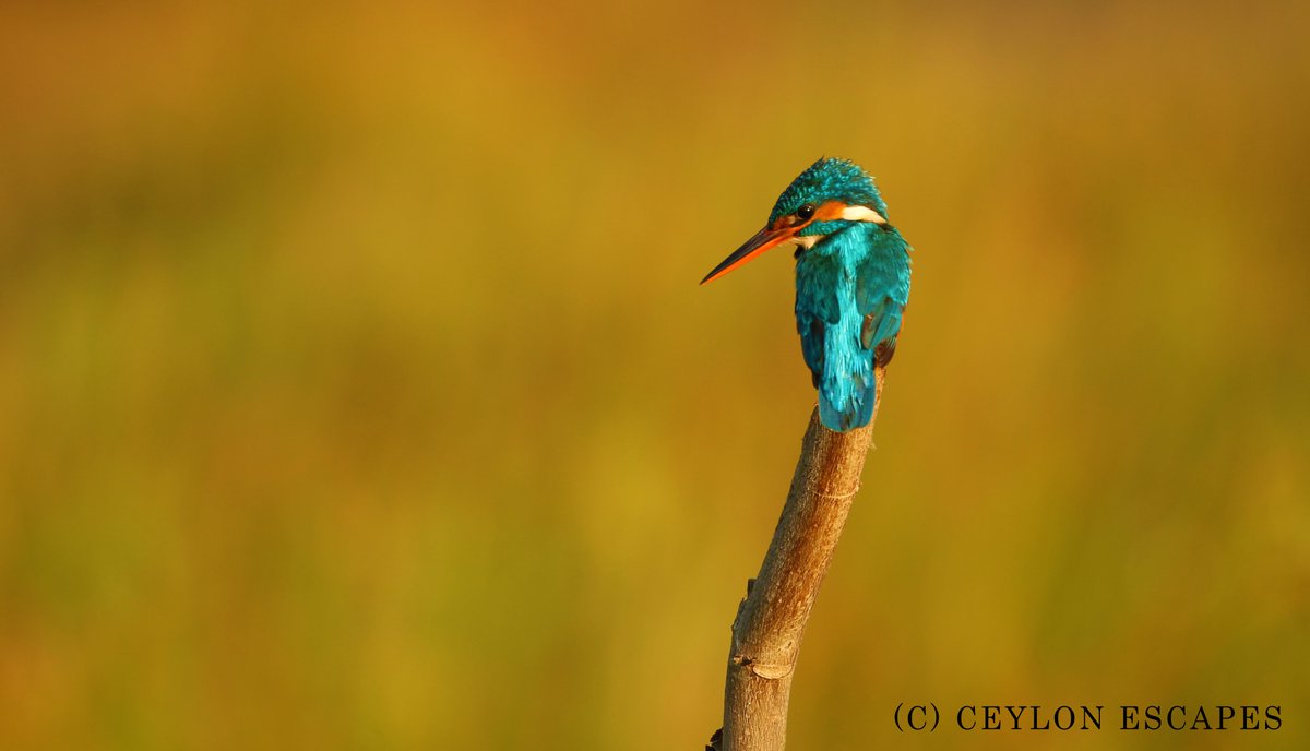 ceylon_escapes's tweet photo. It’s that time of year again in Sri Lanka...
Read more: https://t.co/LGbZef9jhe
#srilanka #ceylonescapes #travel https://t.co/QyU0t2zBtH