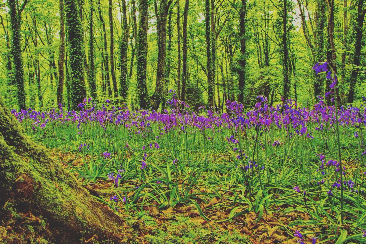 JohnBeachPhoto's tweet photo. Last week I picked up my camera gear and headed off to Tehidy woods. It's been far too long https://t.co/zLDex9d7MK
