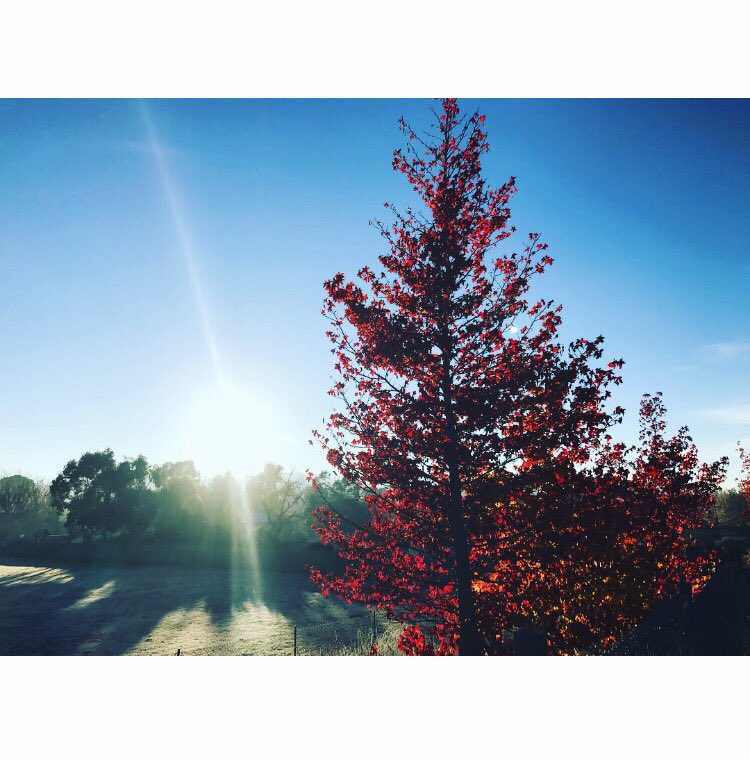 Hannah_webb22's tweet photo. Frosty morning walk in Armidale ❄️❄️❄️ #cantoo #armidale #everesttraining https://t.co/8OqsCMpZzu