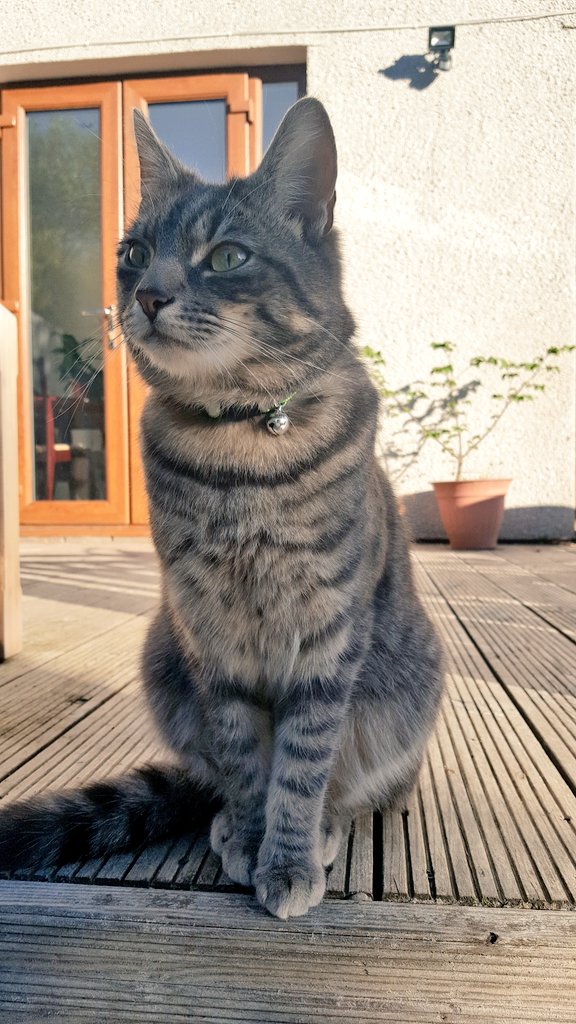 #wednesdaywisdom if you have stunk out the house, get some fresh air outside 😹
 Happy #whiskerswednesday furpals!