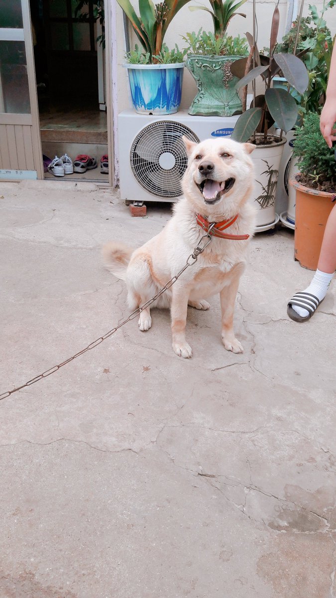 bokdori2017's tweet image. (RT 부탁드립니다) 빈 집에 홀로 남겨져 개시장으로 팔려가게 된 복돌이의 입양/임보처를 찾습니다. 입양처를 구하지 못하면 복돌이는 다시 개시장에 보신탕용 개로 팔려가게 됩니다