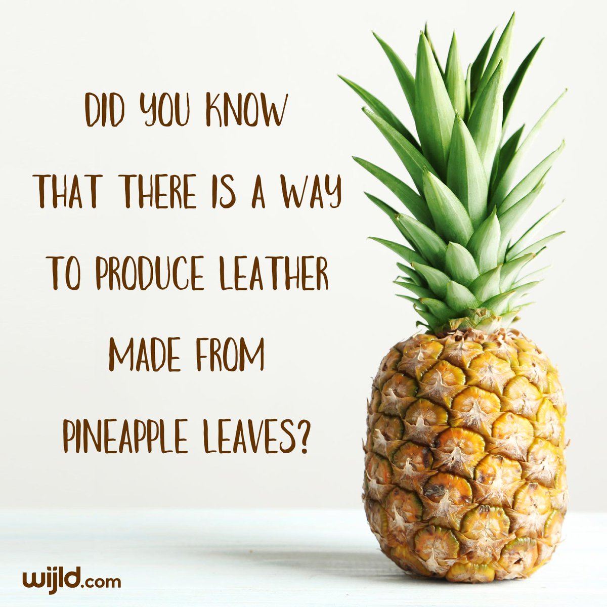 wijld's tweet photo. Isn’t this idea crazy?😊🍍 Read more on https://t.co/DuLe2uAZ3k #fairfashion #ecofriendly #veganclothing #vegan #sustainablefashion https://t.co/T9RDZxSLOS